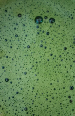 Martinys økologisk matcha